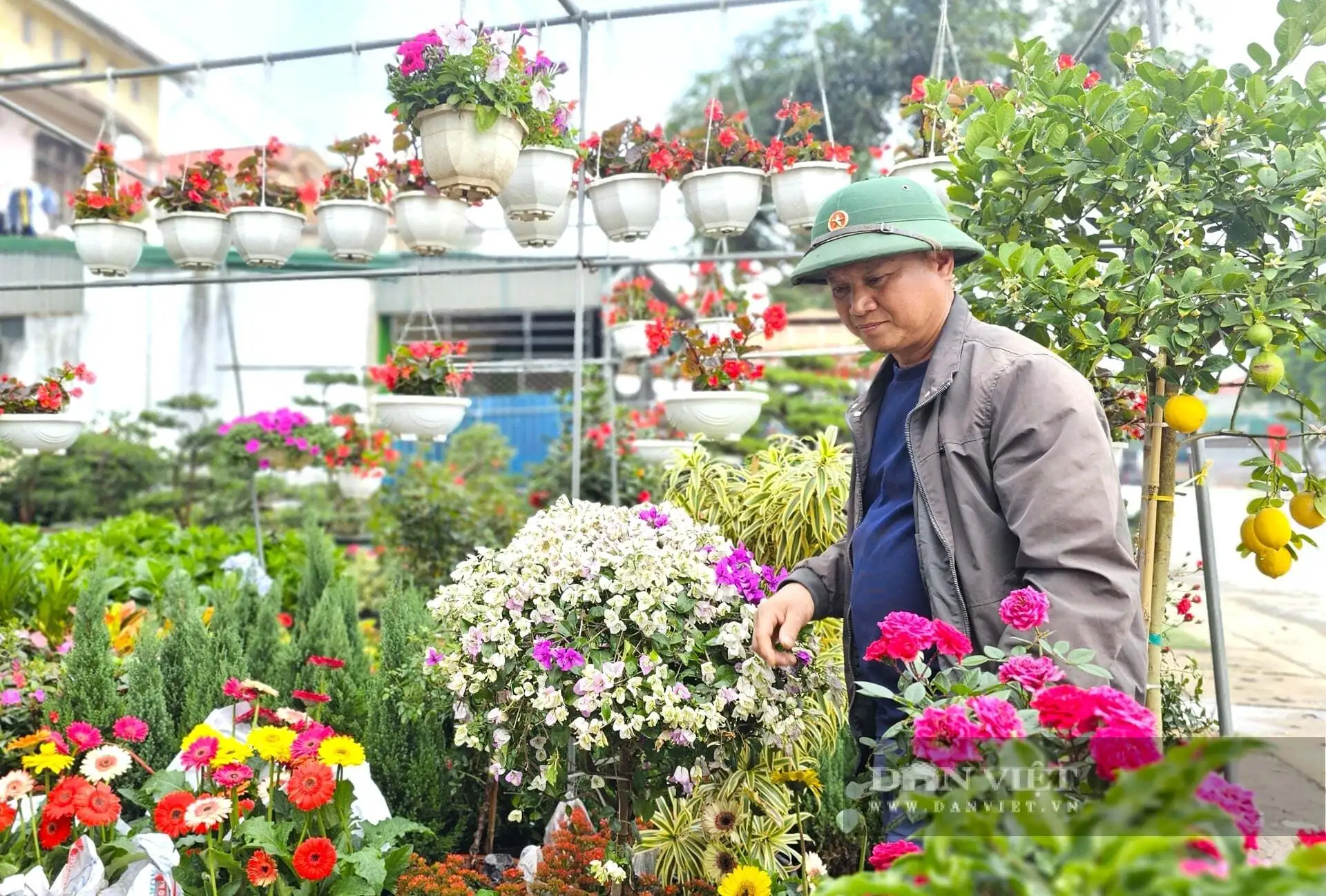 Cả làng này ở Nghệ An nhìn đâu cũng thấy cây cảnh, hoa Tết, tuyến quốc lộ này lại tấp nập mua bán, bê ra, bê vào