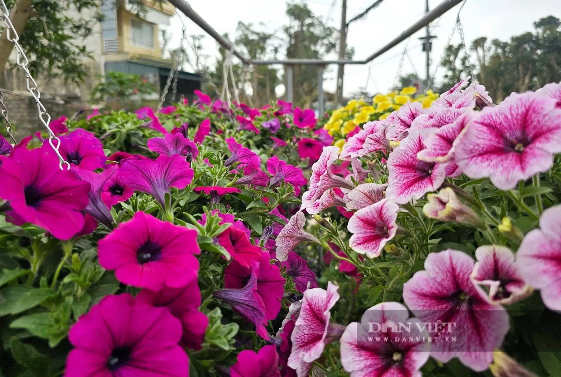 Cả làng này ở Nghệ An nhìn đâu cũng thấy cây cảnh, hoa Tết, tuyến quốc lộ này lại tấp nập mua bán, bê ra, bê vào