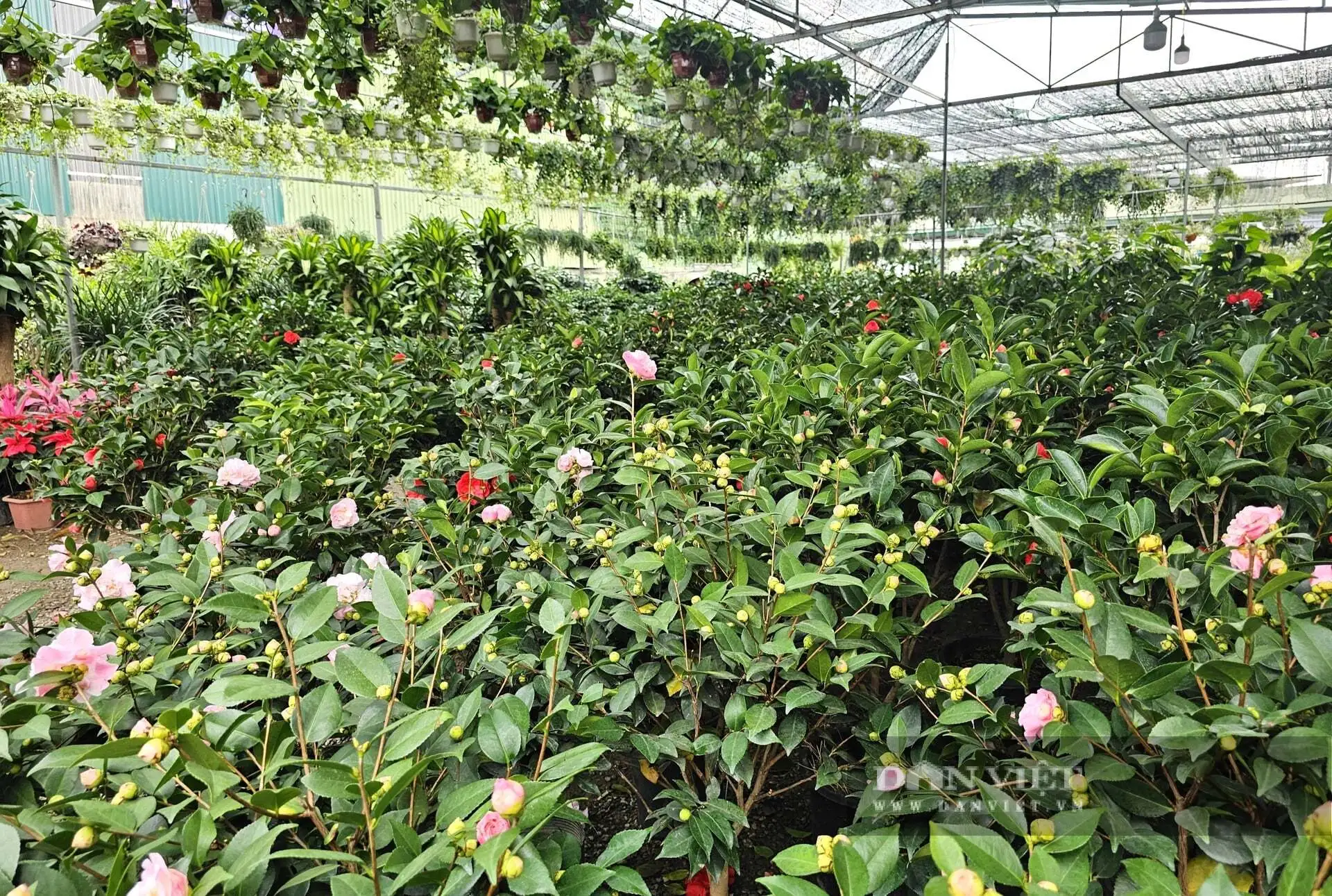 Cả làng này ở Nghệ An nhìn đâu cũng thấy cây cảnh, hoa Tết, tuyến quốc lộ này lại tấp nập mua bán, bê ra, bê vào