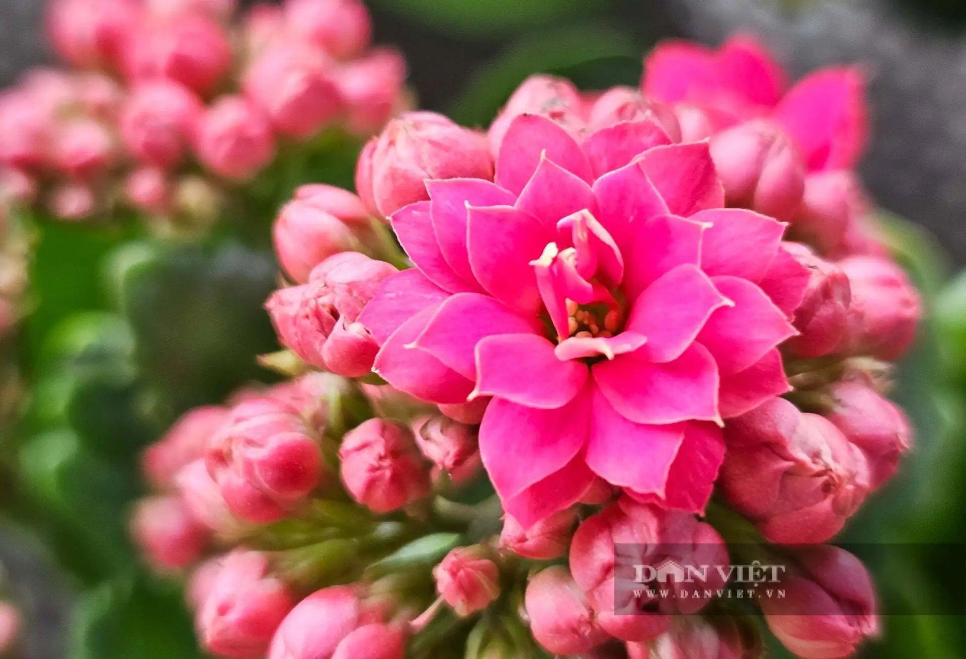 Cả làng này ở Nghệ An nhìn đâu cũng thấy cây cảnh, hoa Tết, tuyến quốc lộ này lại tấp nập mua bán, bê ra, bê vào