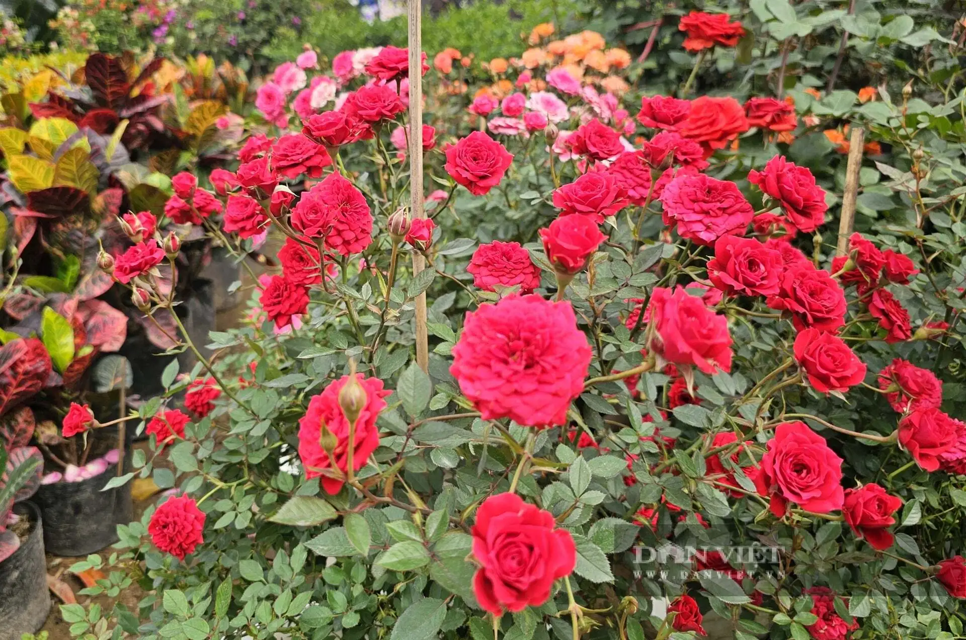 Cả làng này ở Nghệ An nhìn đâu cũng thấy cây cảnh, hoa Tết, tuyến quốc lộ này lại tấp nập mua bán, bê ra, bê vào