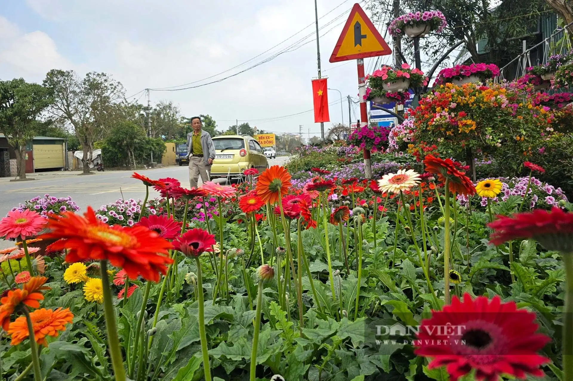 Cả làng này ở Nghệ An nhìn đâu cũng thấy cây cảnh, hoa Tết, tuyến quốc lộ này lại tấp nập mua bán, bê ra, bê vào