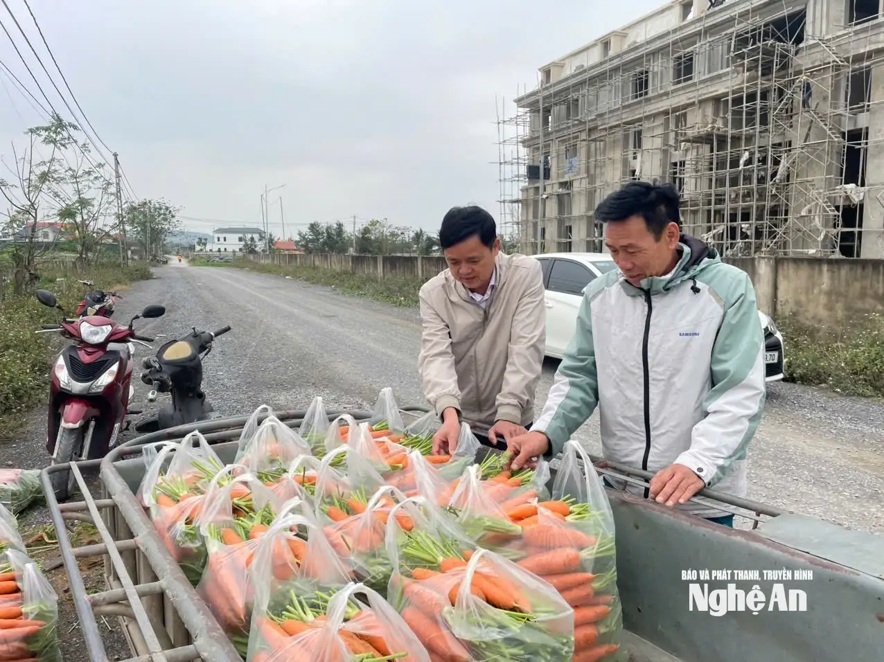 Cà rốt trúng mùa, trúng giá ở Quỳnh Mai