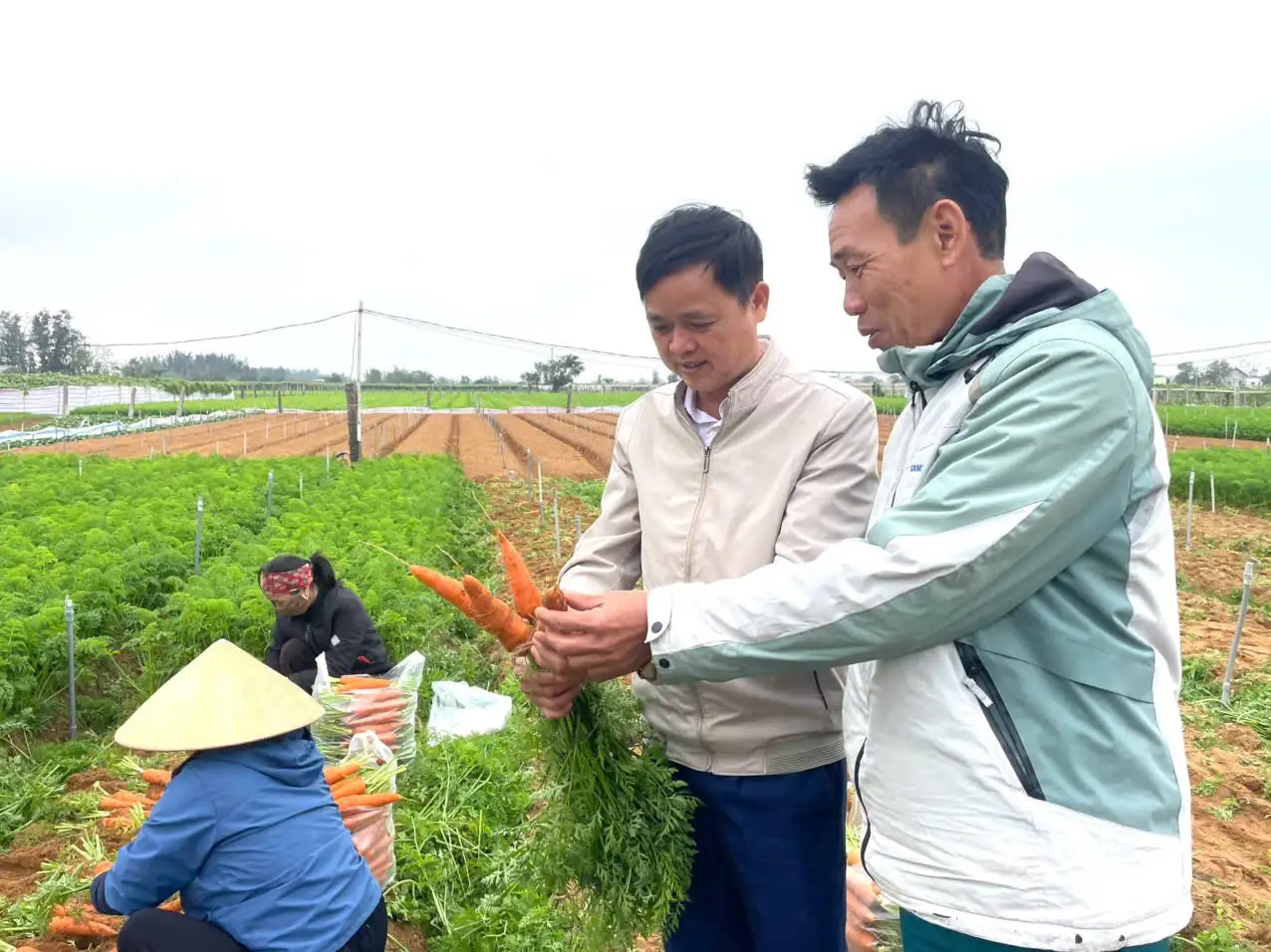 Cà rốt trúng mùa, trúng giá ở Quỳnh Mai