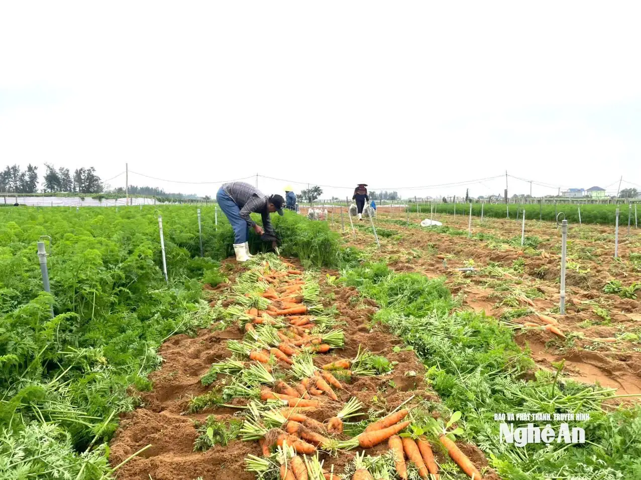 Cà rốt trúng mùa, trúng giá ở Quỳnh Mai