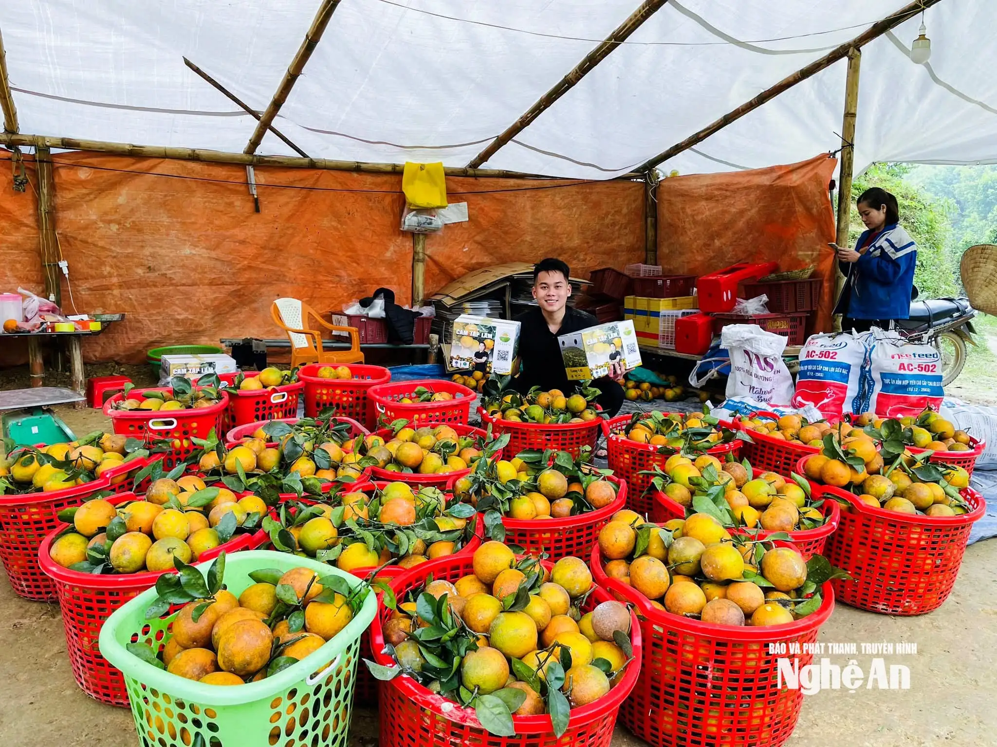 Các nhà vườn Nghệ An “đón” thị trường Tết