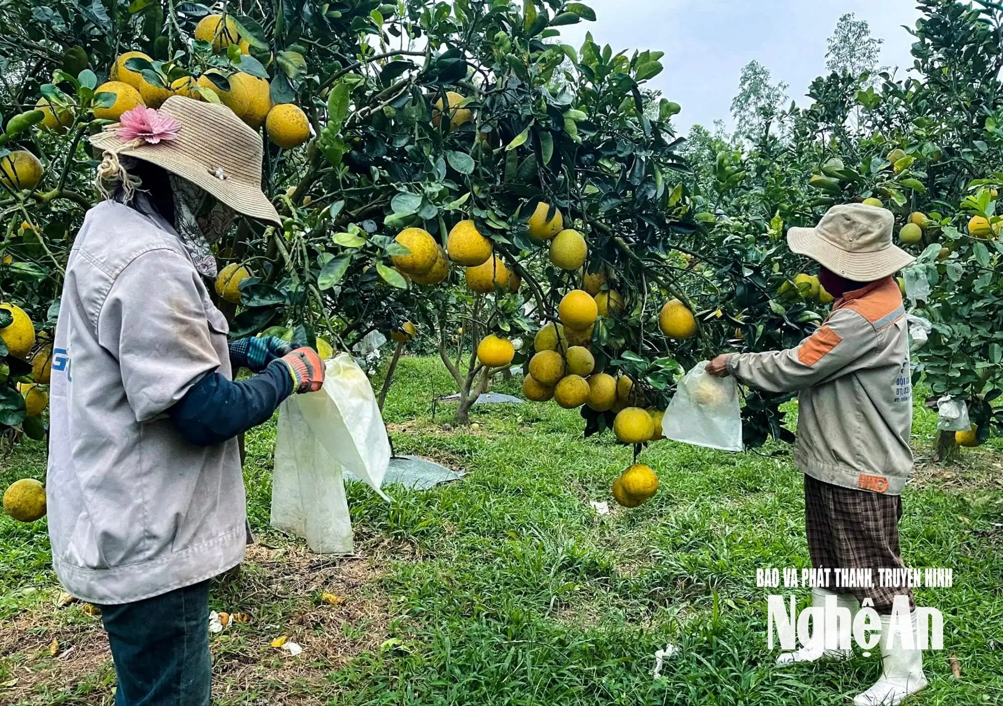 Các nhà vườn Nghệ An “đón” thị trường Tết