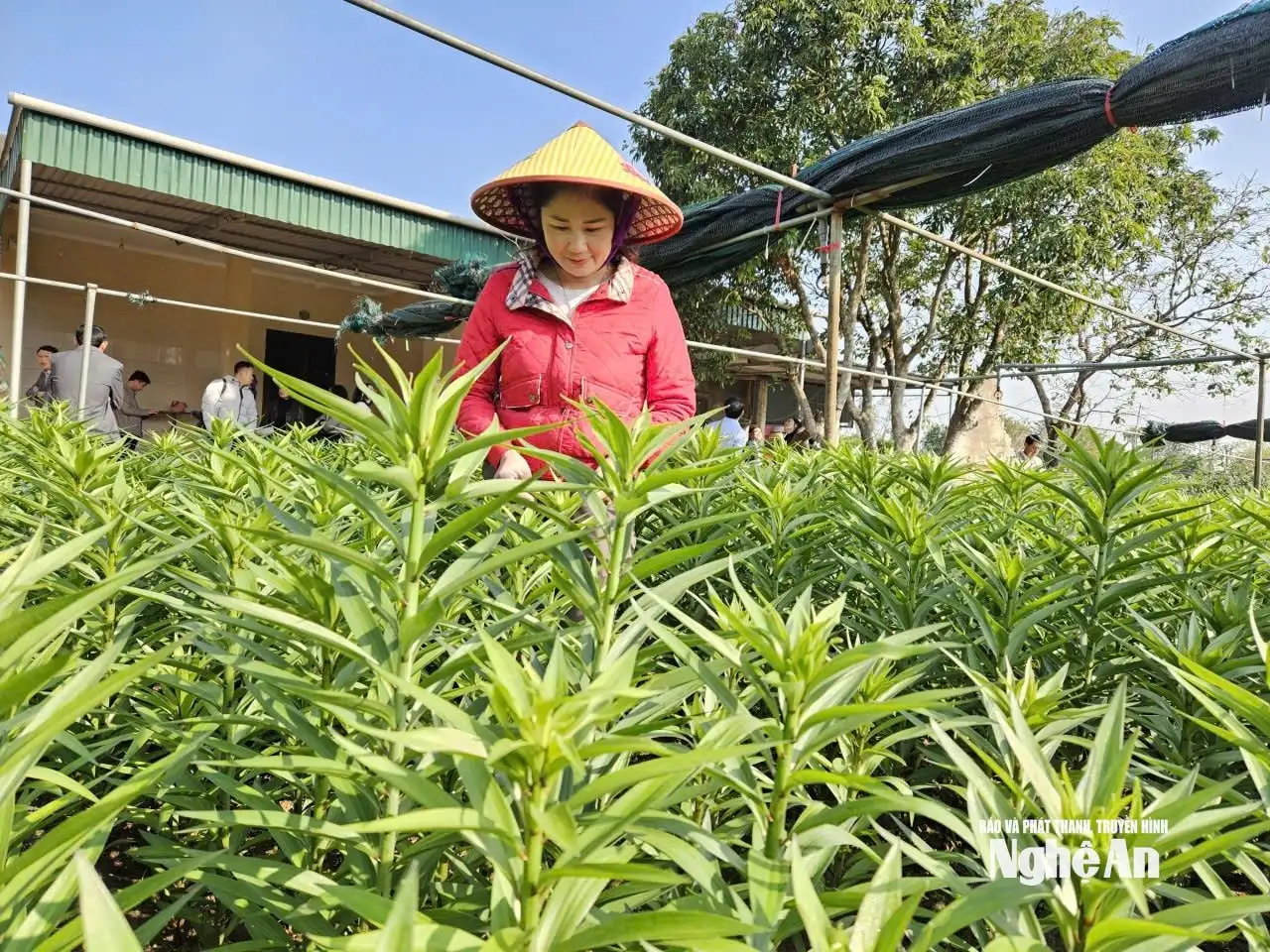 Các nhà vườn Nghệ An “đón” thị trường Tết