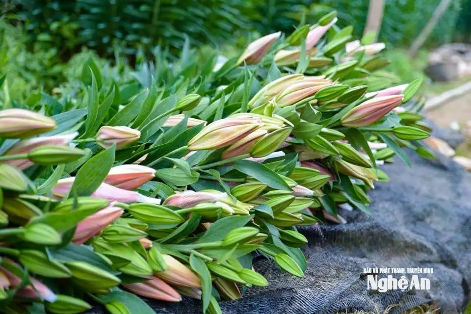 Các nhà vườn Nghệ An “đón” thị trường Tết