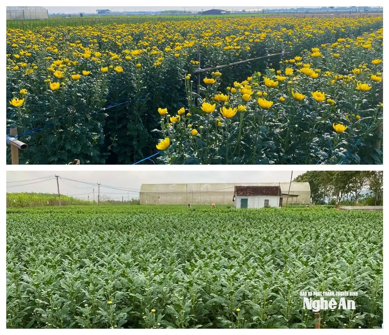 Các nhà vườn Nghệ An “đón” thị trường Tết