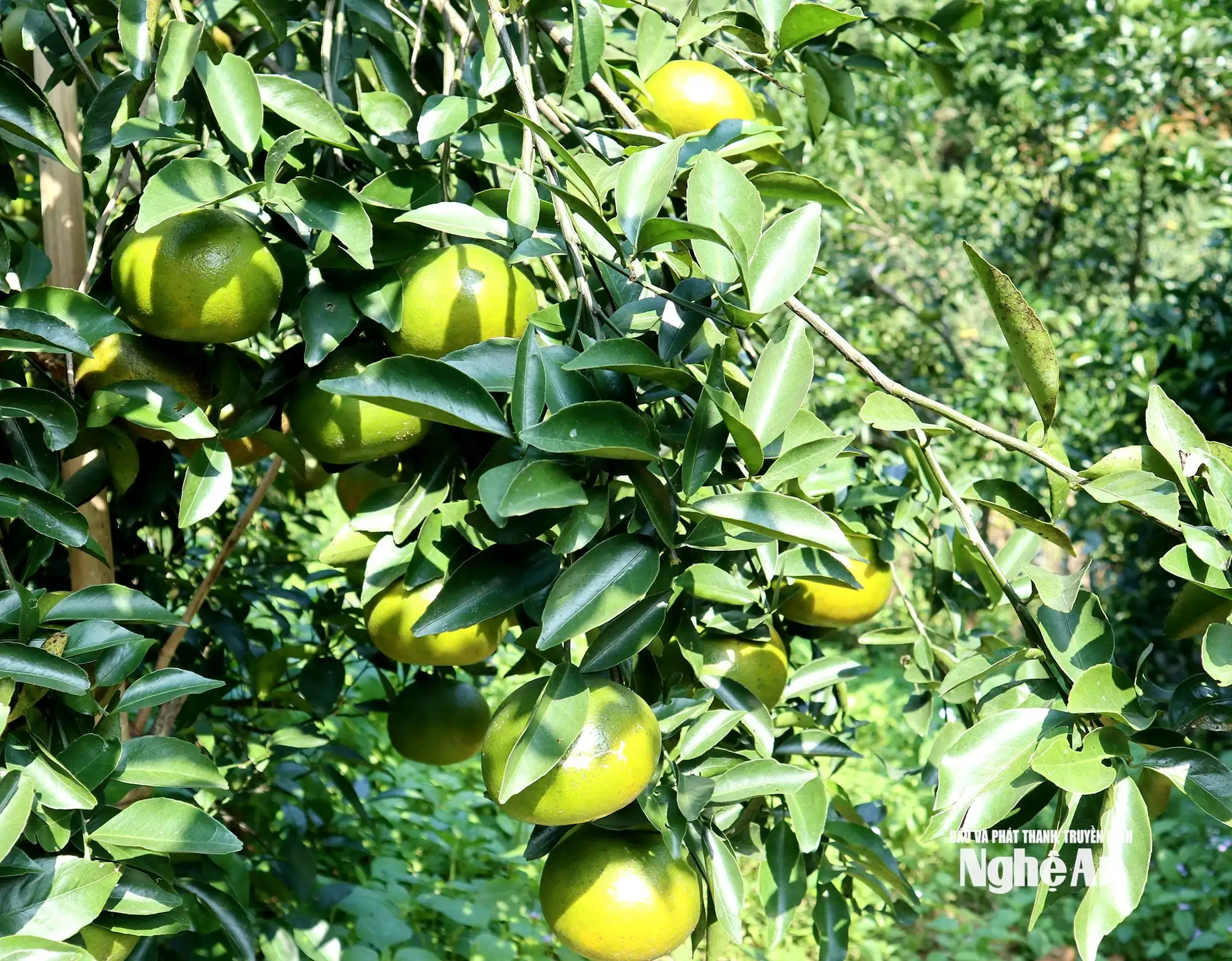 Các nhà vườn Nghệ An “đón” thị trường Tết