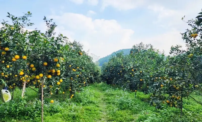 Cam xứ Nghệ nâng tầm giá trị