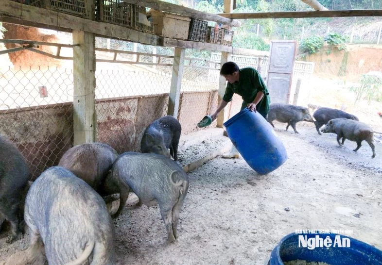 Cận Tết, đặc sản nuôi Nghệ An hút khách giá vẫn đứng vững