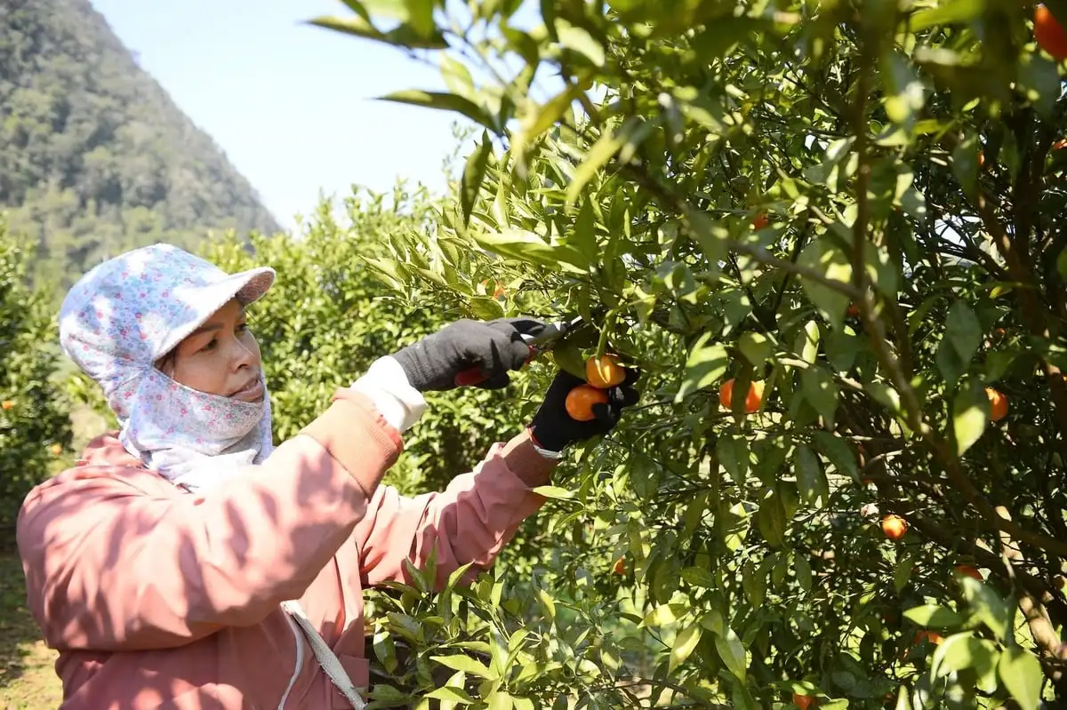 Cây cam mang no ấm về Cao Sơn