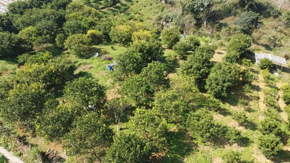 Cây cam mang no ấm về Cao Sơn