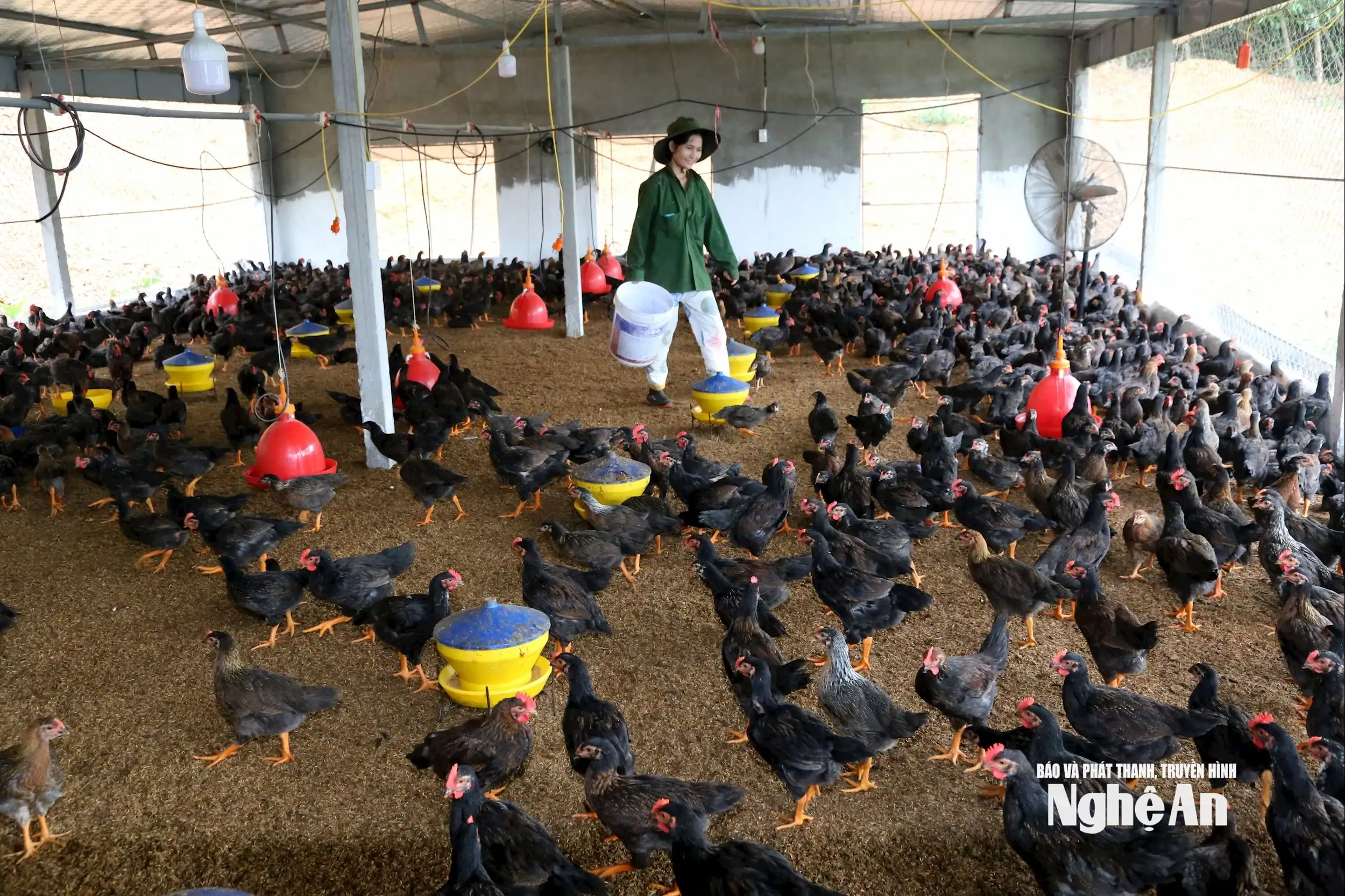 Chăn nuôi gà bằng đệm lót sinh học, mô hình kinh tế tuần hoàn trong xây dựng nông thôn mới ở xã Bình Minh