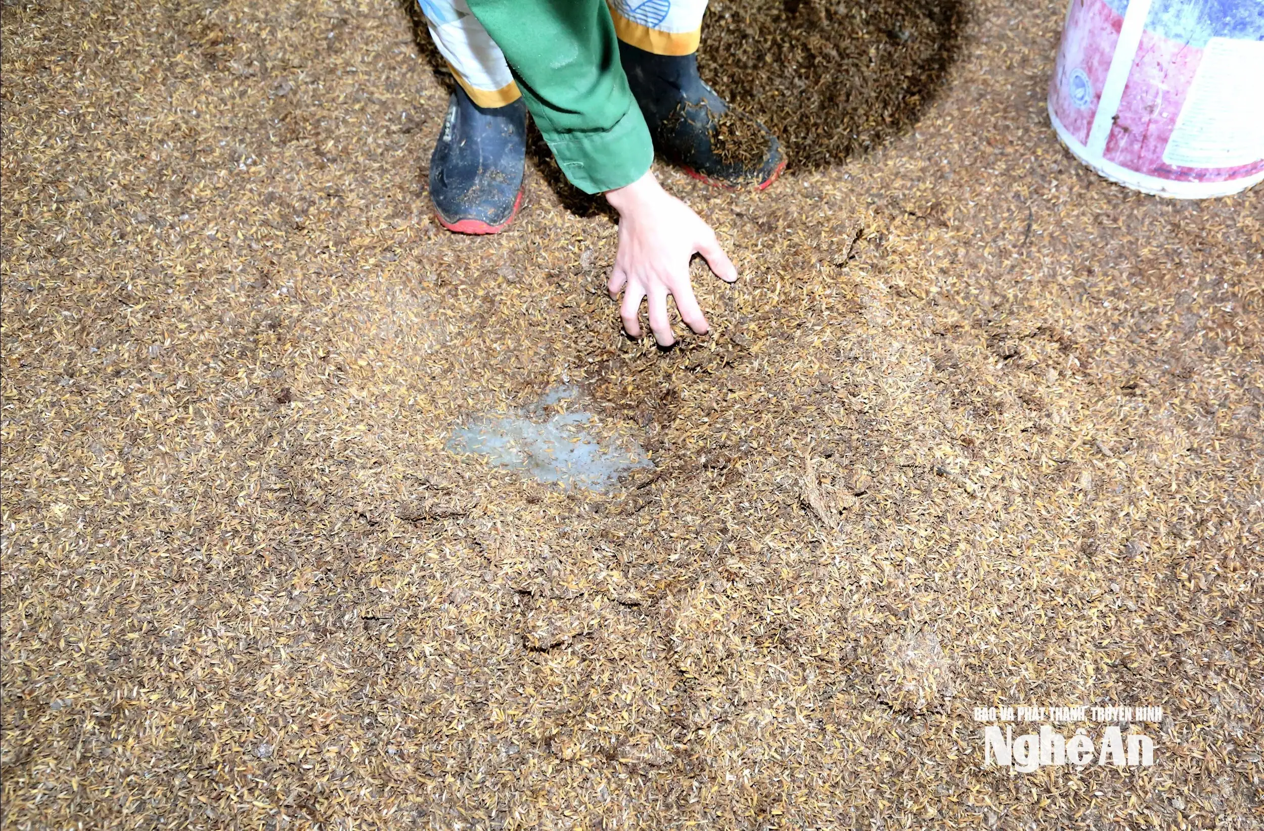 Chăn nuôi gà bằng đệm lót sinh học, mô hình kinh tế tuần hoàn trong xây dựng nông thôn mới ở xã Bình Minh