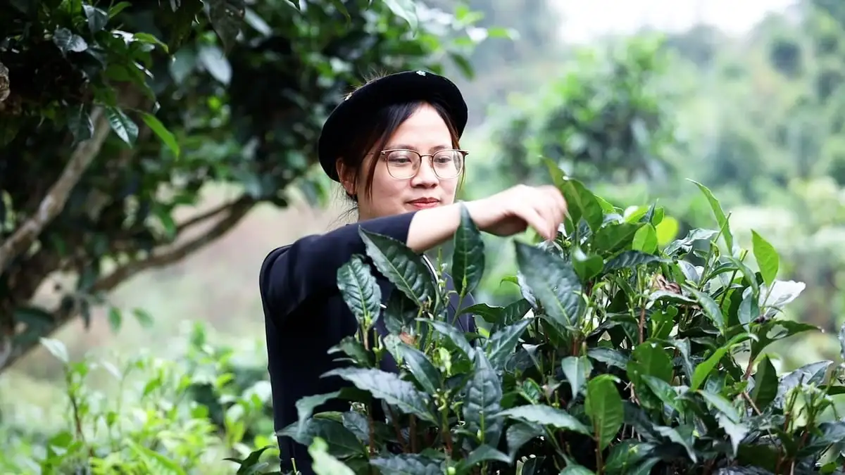 Chè chiếm đa số sản phẩm OCOP của Thái Nguyên