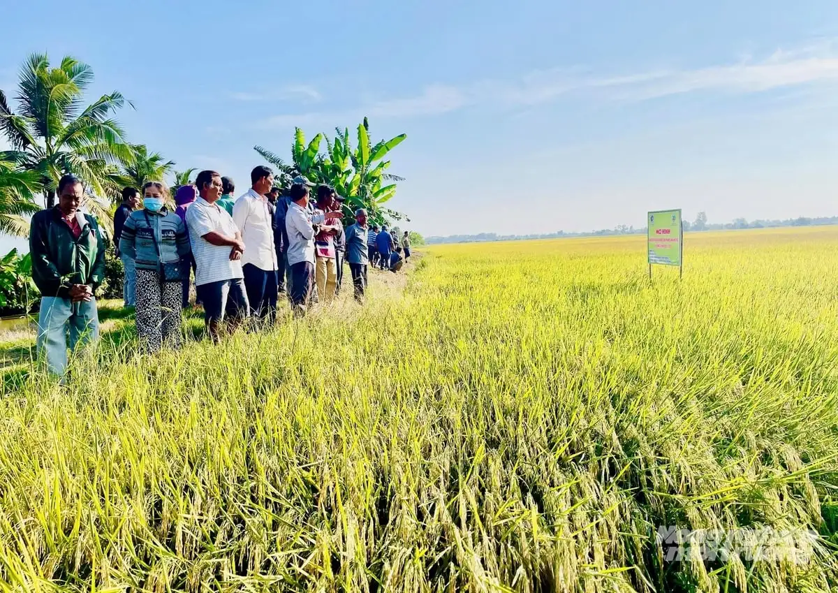 Chế phẩm sinh học – giải pháp xanh xử lý rơm rạ