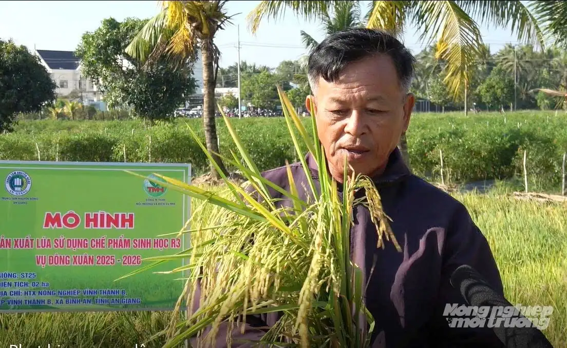 Chế phẩm sinh học – giải pháp xanh xử lý rơm rạ