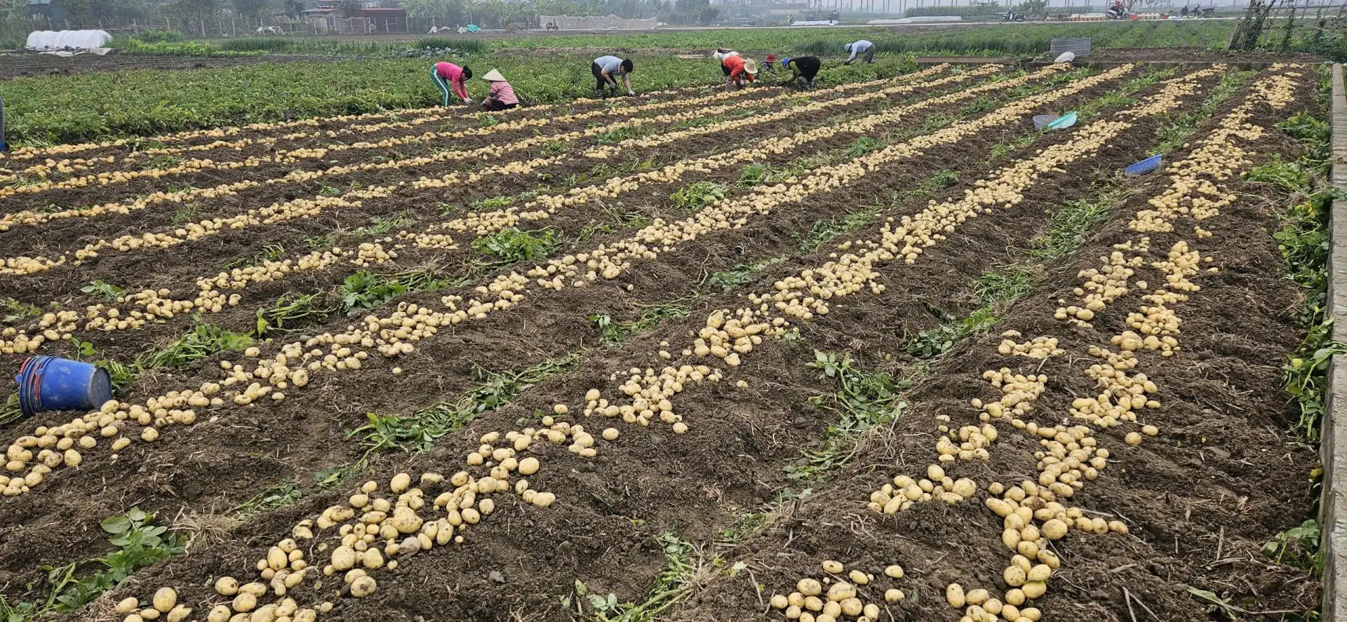 Chủ động thời vụ, nâng cao giá trị sản xuất cây vụ đông