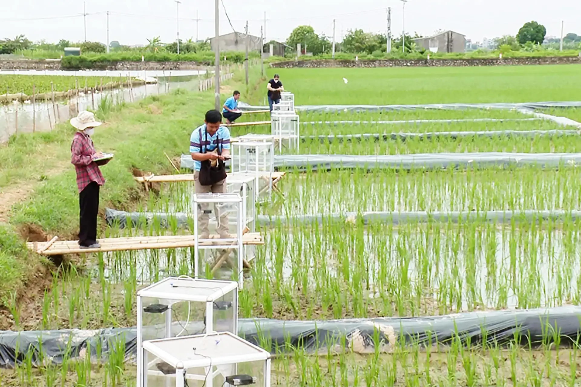 Chuẩn mực phát triển bền vững cho lúa gạo Việt Nam