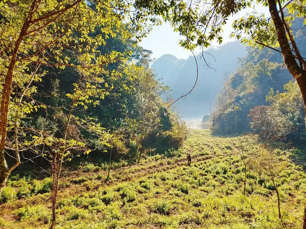 Chương trình Mục tiêu Quốc gia phát huy tối đa hiệu quả dưới những tán rừng xứ Nghệ