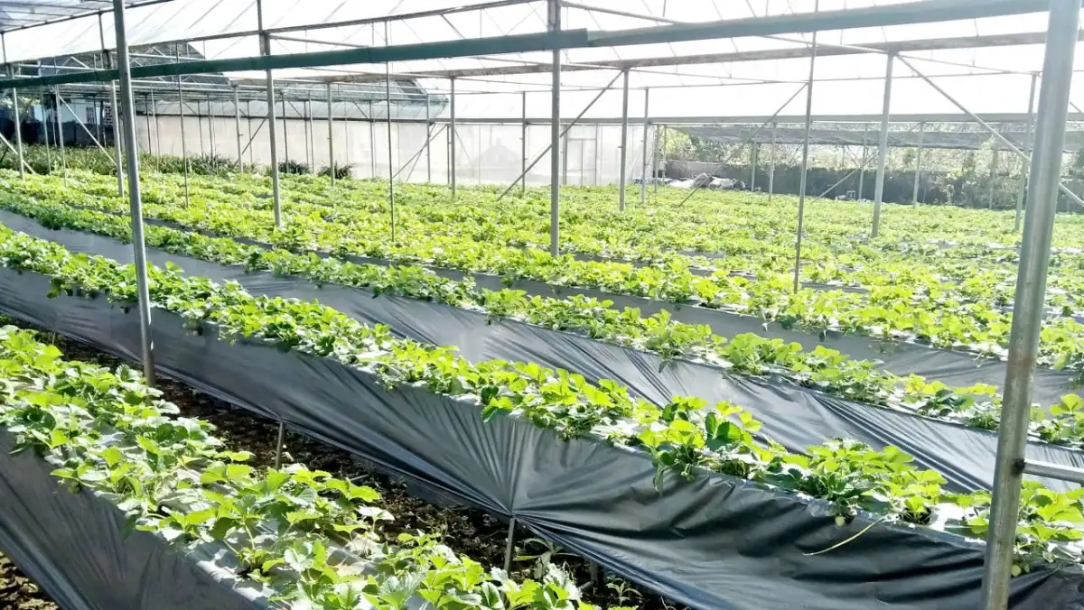 Chuyển đổi số: Động lực mới cho công tác giảm nghèo tại Ninh Bình