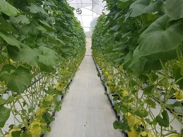 ‘Chuyển đổi số mang lại lợi ích gì cho nông dân?’