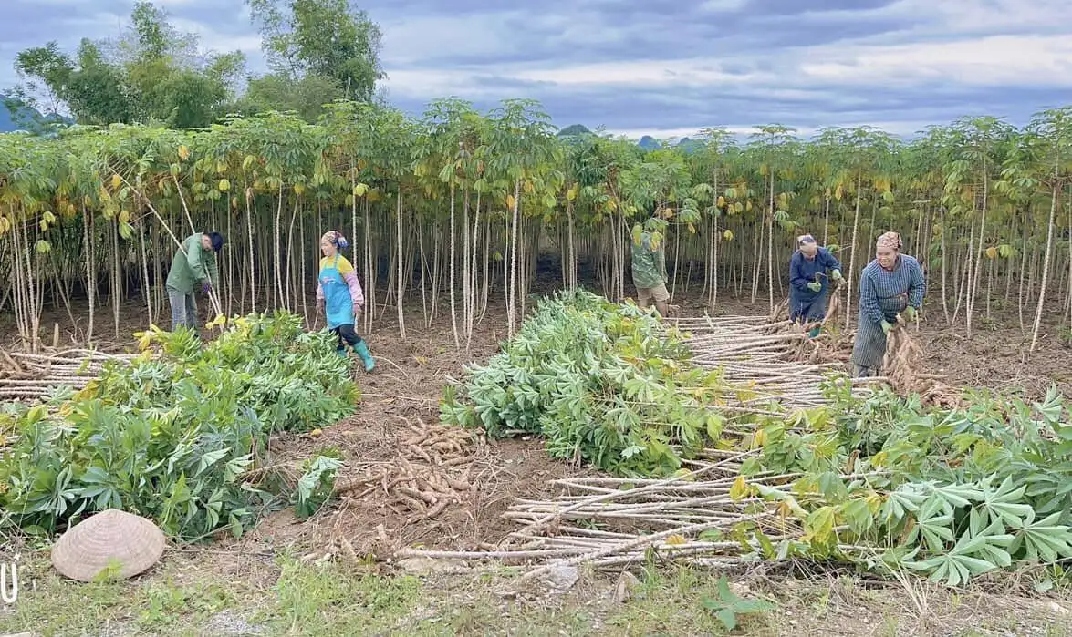 Có một ngành hàng mang về cả tỷ đô, nhưng đang gặp khó trong vấn đề truy xuất nguồn gốc nguyên liệu
