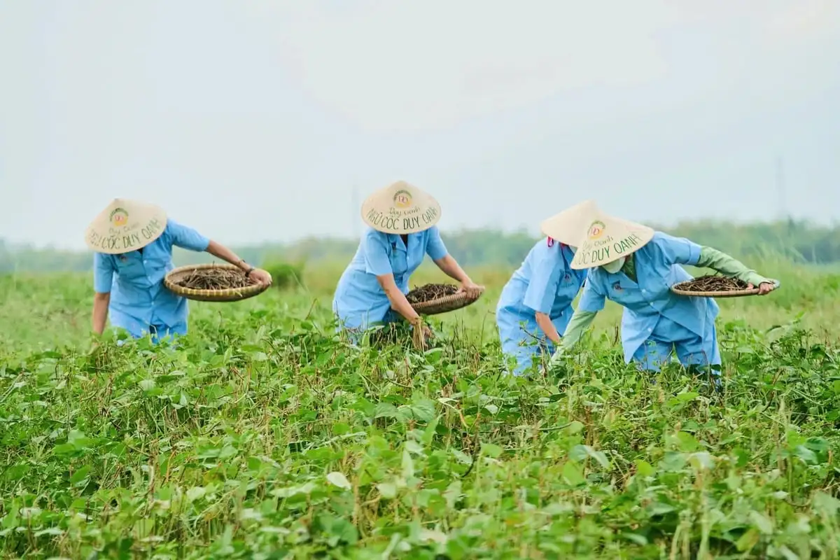 Đà Nẵng: Hình thành hệ sinh thái OCOP sáng tạo, bền vững