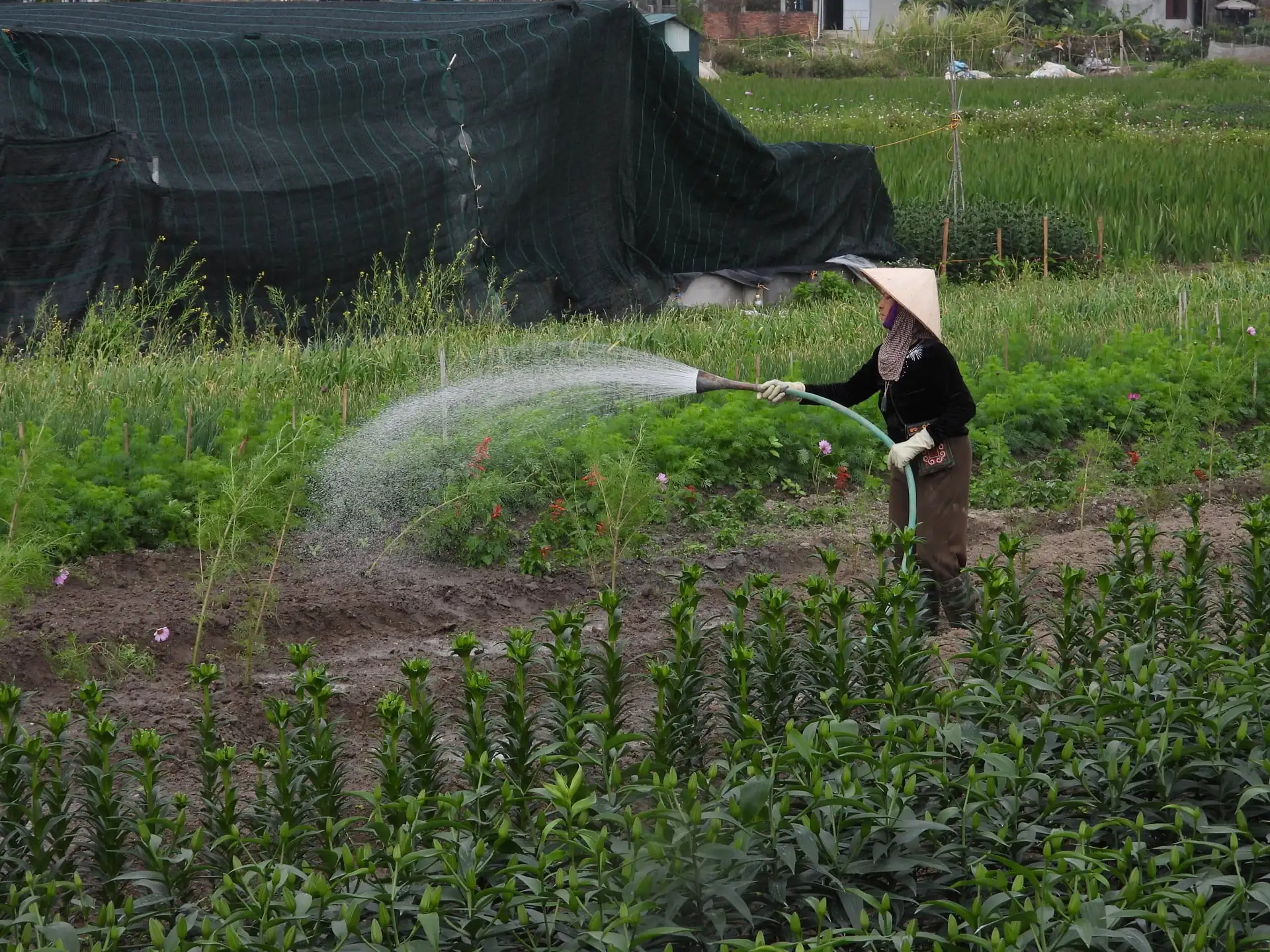 “Đánh cược” cả năm vào mấy ngày giáp Tết, người trồng hoa Quảng Ninh “nín thở” chờ vụ hoa