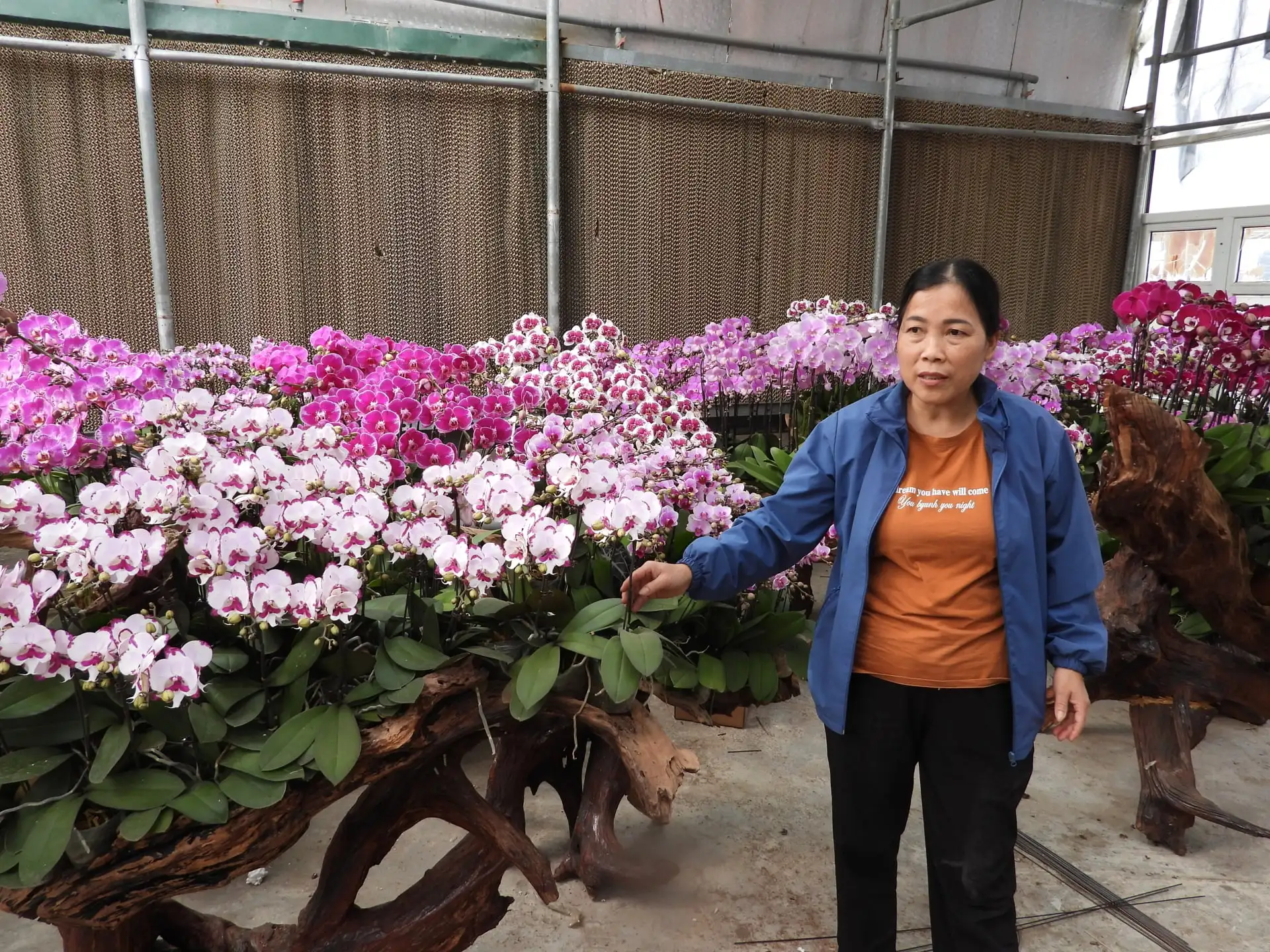 “Đánh cược” cả năm vào mấy ngày giáp Tết, người trồng hoa Quảng Ninh “nín thở” chờ vụ hoa