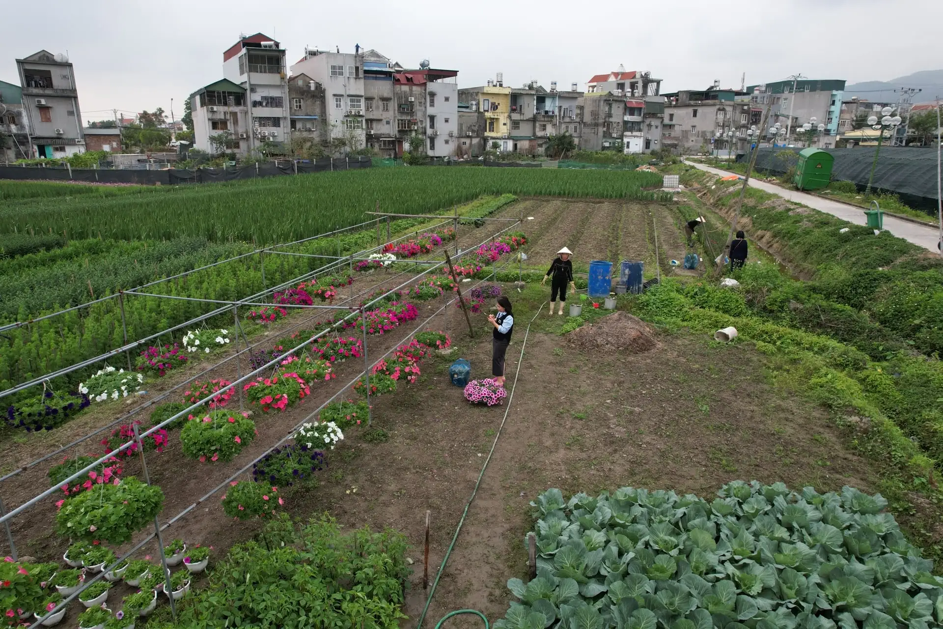 “Đánh cược” cả năm vào mấy ngày giáp Tết, người trồng hoa Quảng Ninh “nín thở” chờ vụ hoa