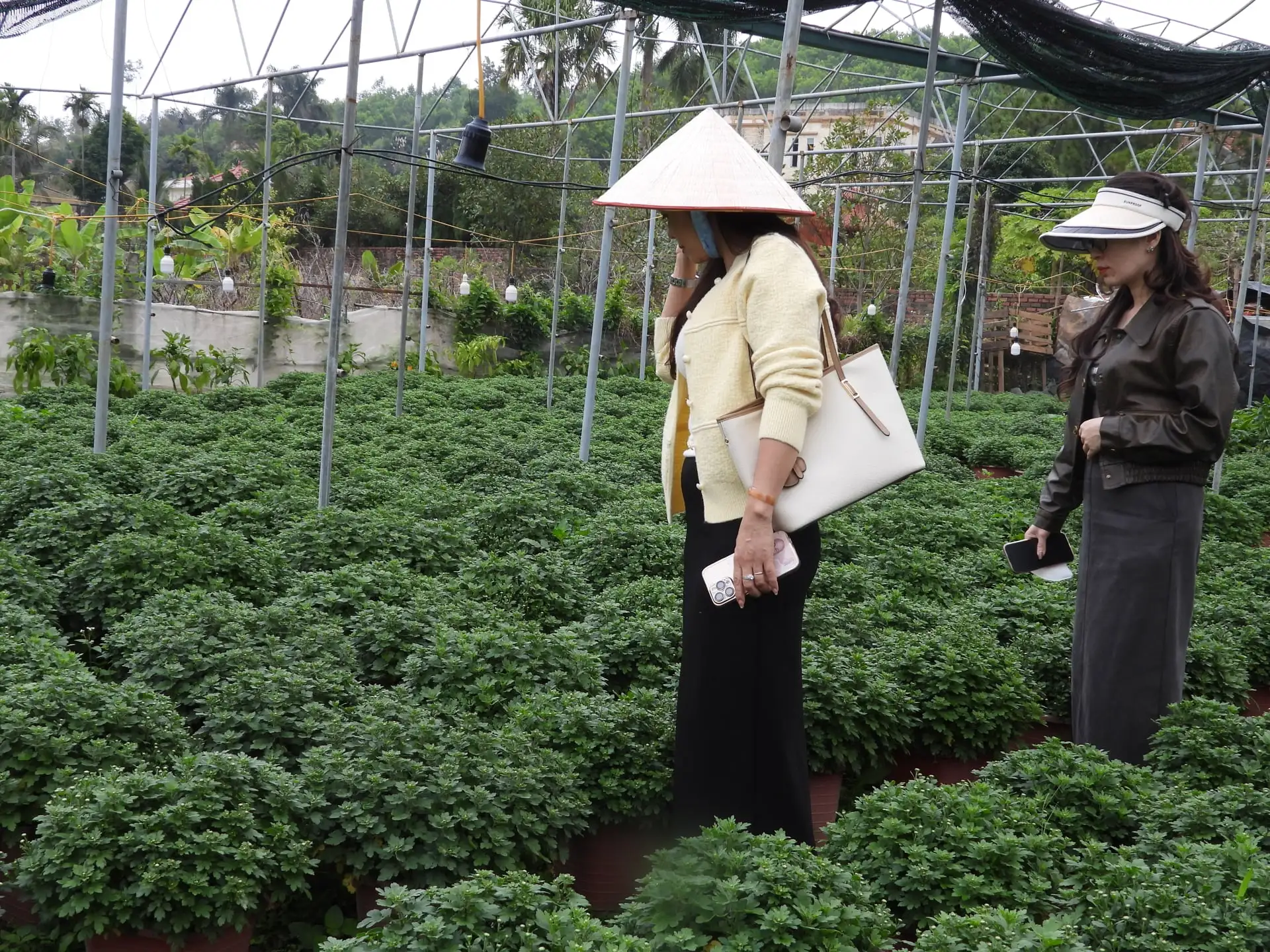 “Đánh cược” cả năm vào mấy ngày giáp Tết, người trồng hoa Quảng Ninh “nín thở” chờ vụ hoa