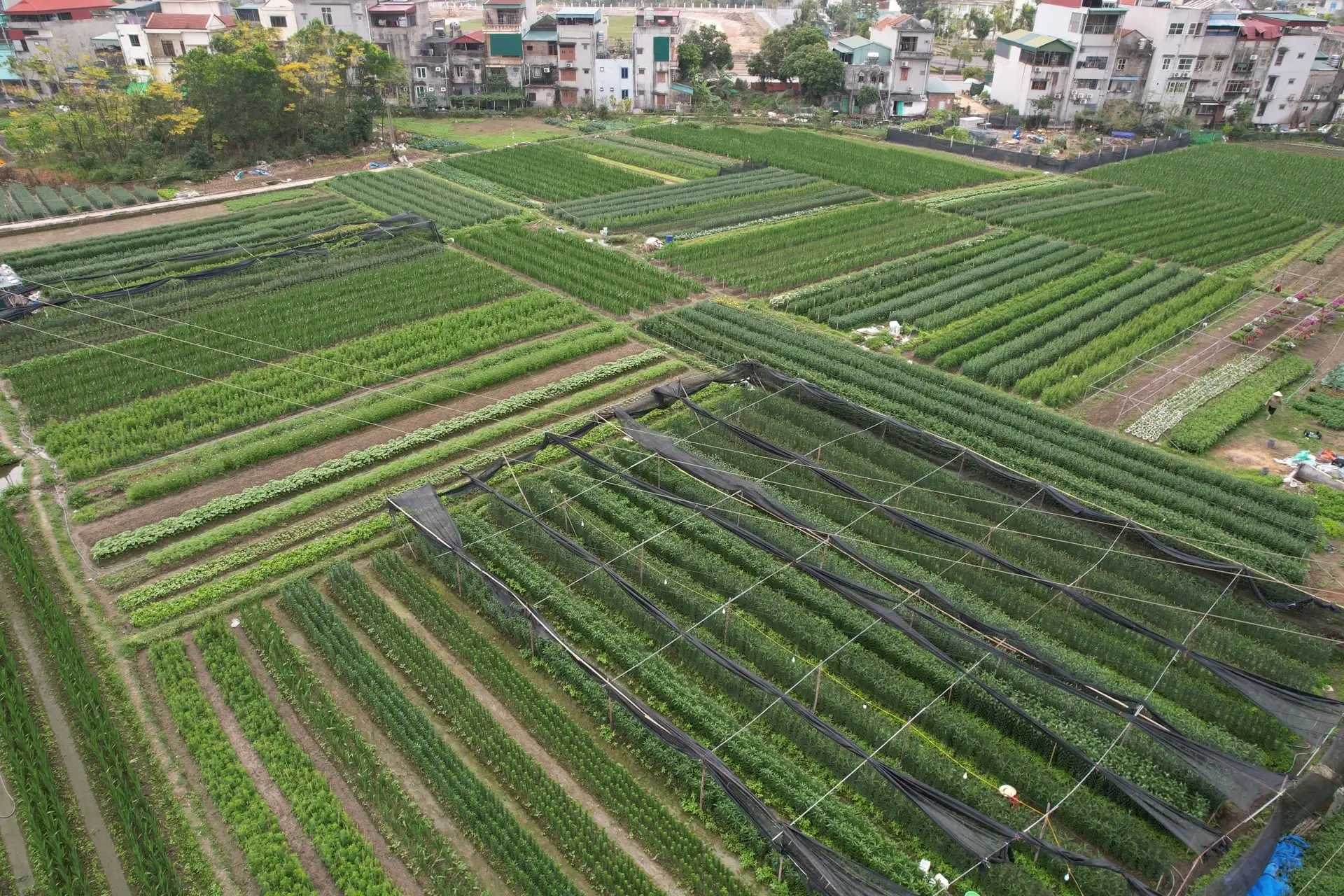 “Đánh cược” cả năm vào mấy ngày giáp Tết, người trồng hoa Quảng Ninh “nín thở” chờ vụ hoa