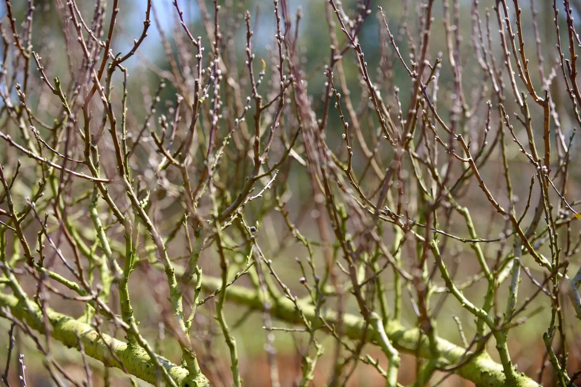 Đào Nhật Tân bén rễ trên đất cao nguyên: nhà vườn kỳ vọng mùa Tết thắng lợi