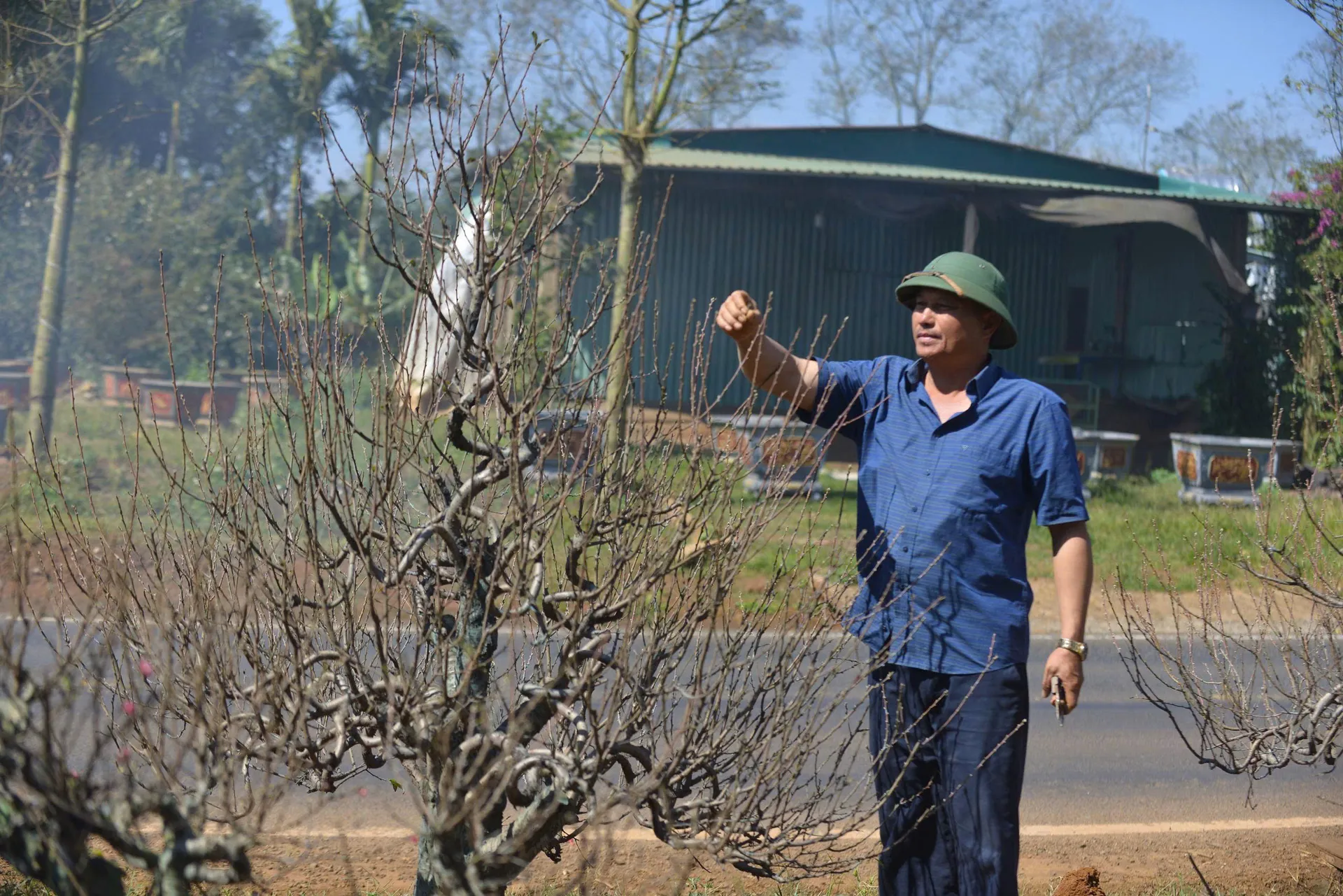 Đào Nhật Tân bén rễ trên đất cao nguyên: nhà vườn kỳ vọng mùa Tết thắng lợi