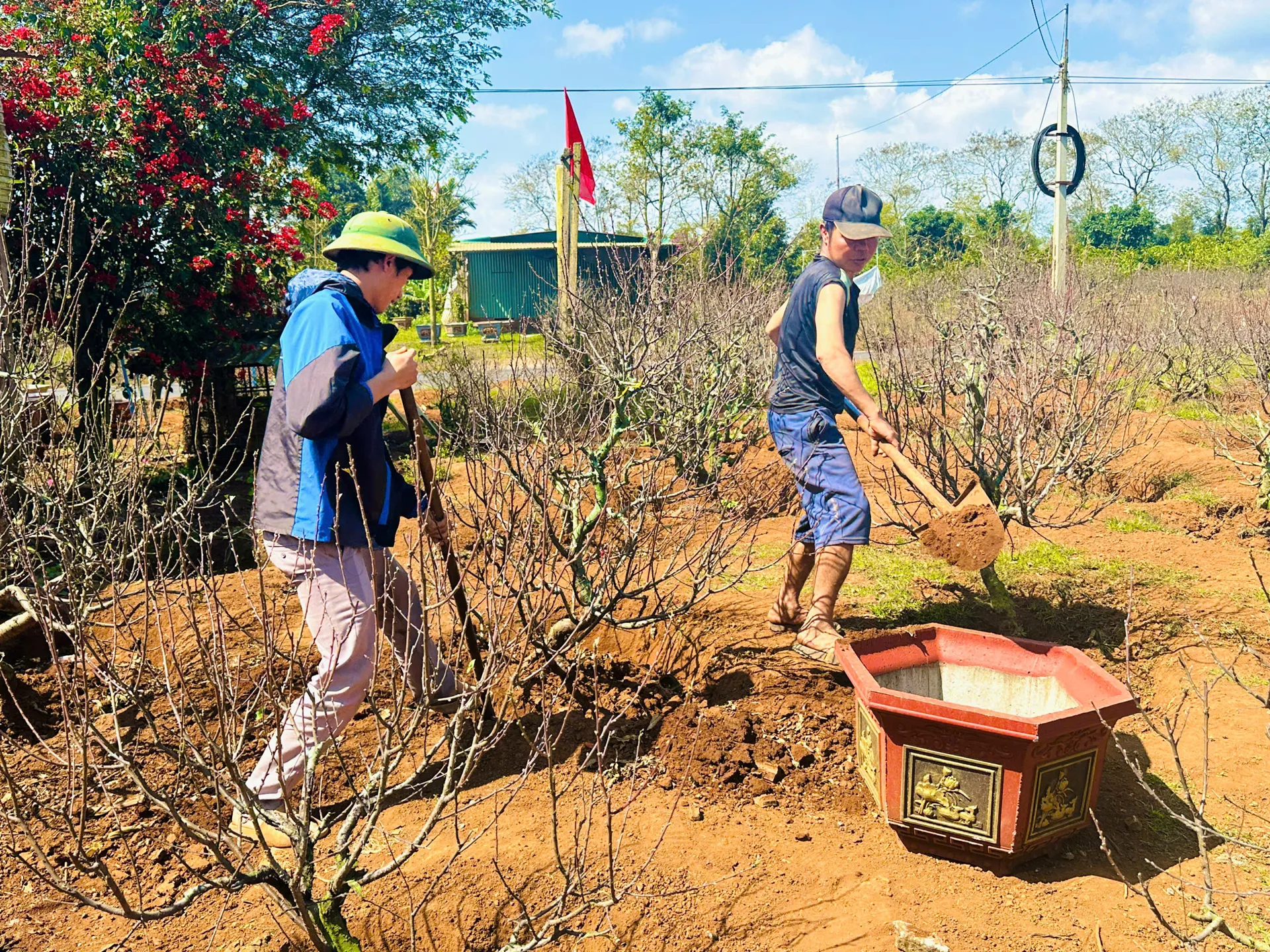 Đào Nhật Tân bén rễ trên đất cao nguyên: nhà vườn kỳ vọng mùa Tết thắng lợi
