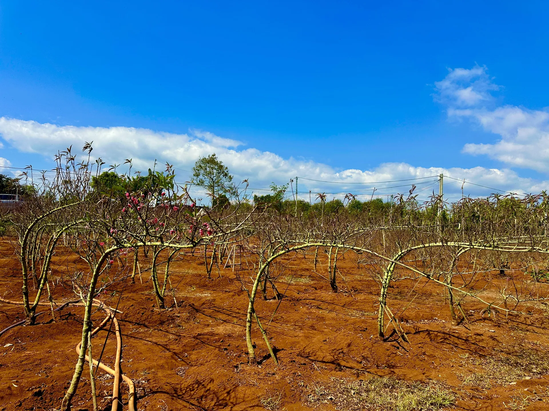 Đào Nhật Tân bén rễ trên đất cao nguyên: nhà vườn kỳ vọng mùa Tết thắng lợi