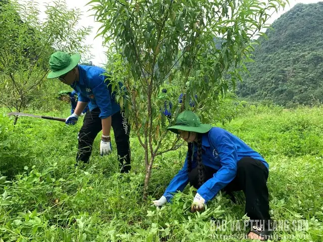 Dấu ấn thanh niên trong xây dựng nông thôn mới