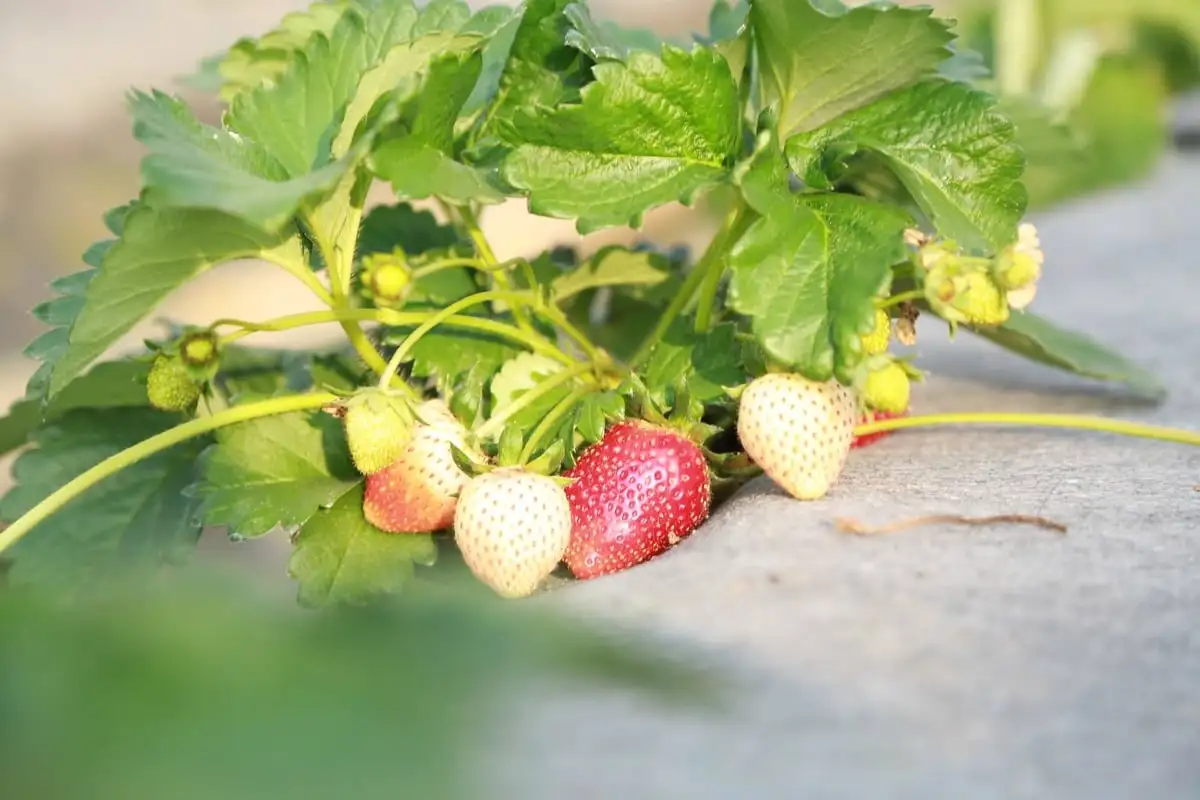 Dâu tây vào vụ, nông dân kết hợp du lịch tăng thu nhập