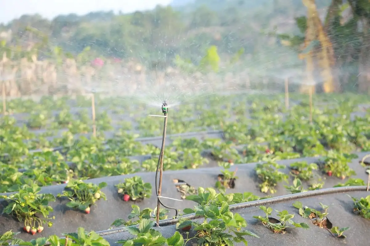 Dâu tây vào vụ, nông dân kết hợp du lịch tăng thu nhập