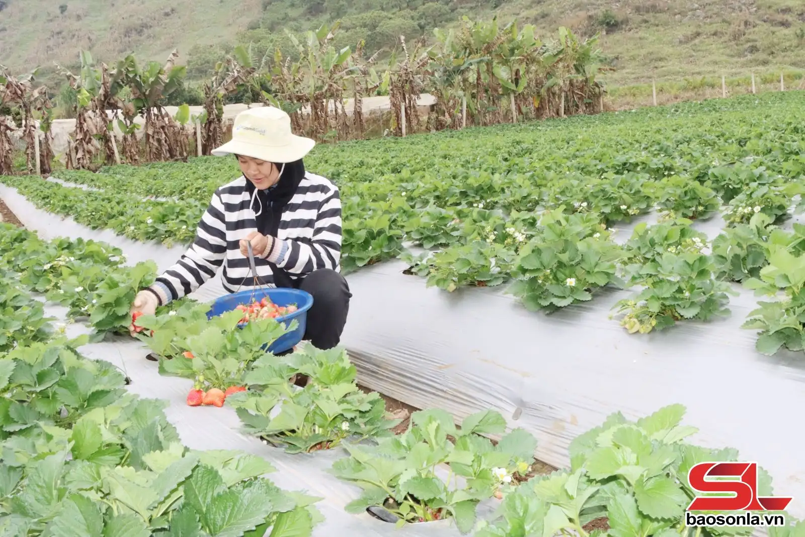 Đột phá trong xây dựng nông thôn mới kiểu mẫu