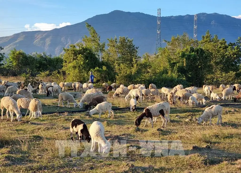 Du lịch Khánh Hòa trong không gian phát triển mới: Quà quê xây nên thương hiệu