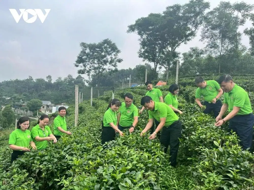 Đưa công nghệ số lên nương chè