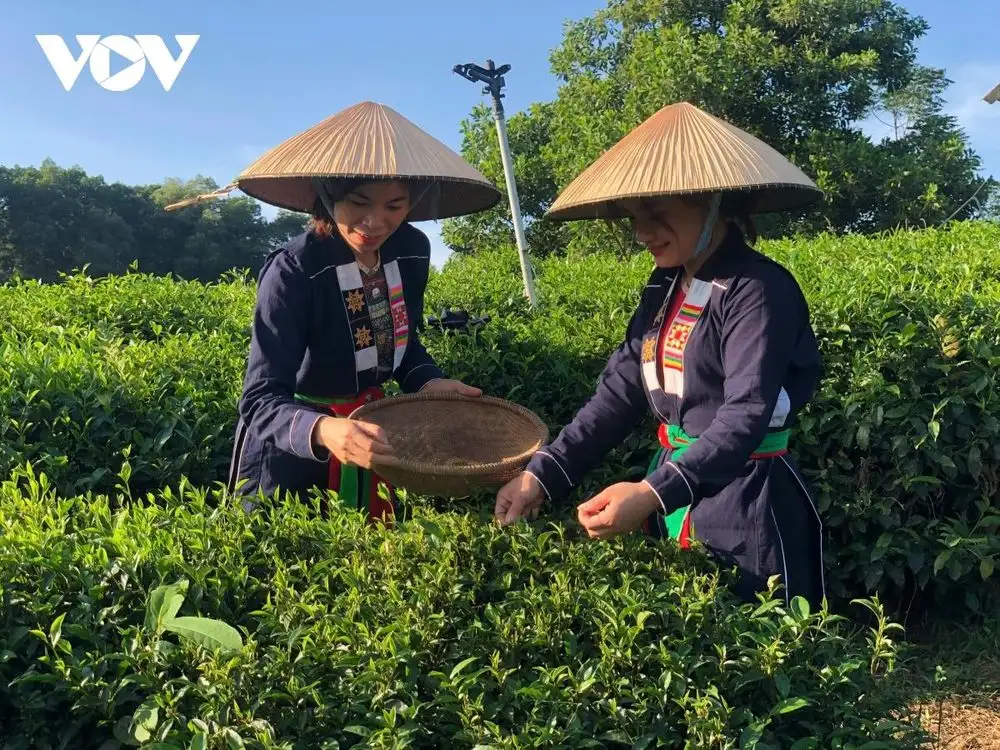 Đưa công nghệ số lên nương chè