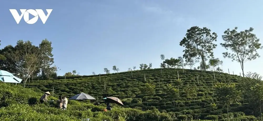 Đưa công nghệ số lên nương chè