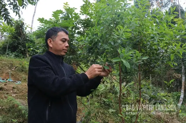 Đưa “vàng xanh” vào tách trà