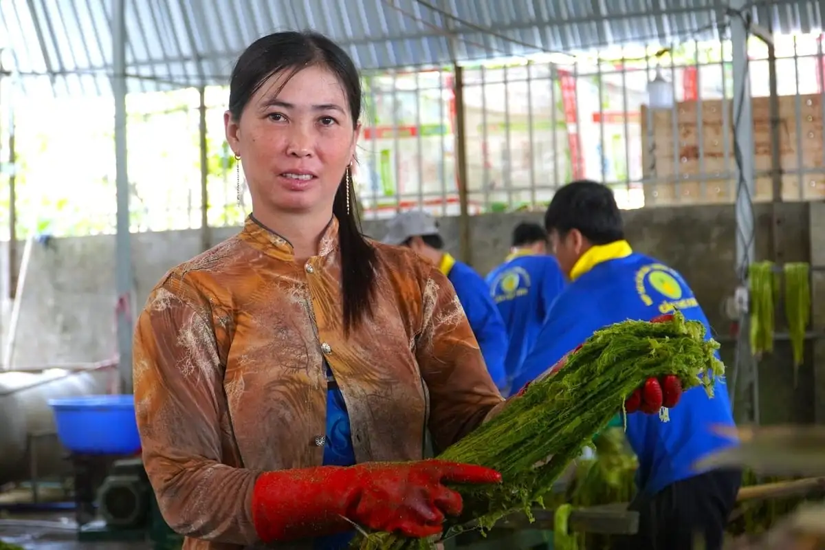 Ép lá khóm tạo sợi, tăng nguồn thu, tạo việc làm